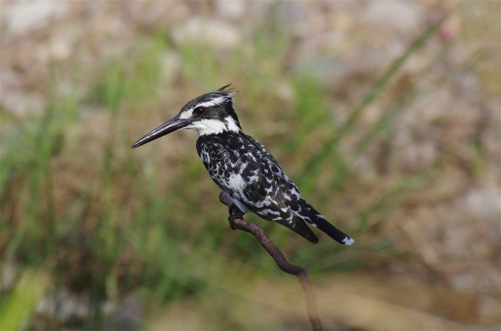 Pied Kingfisher