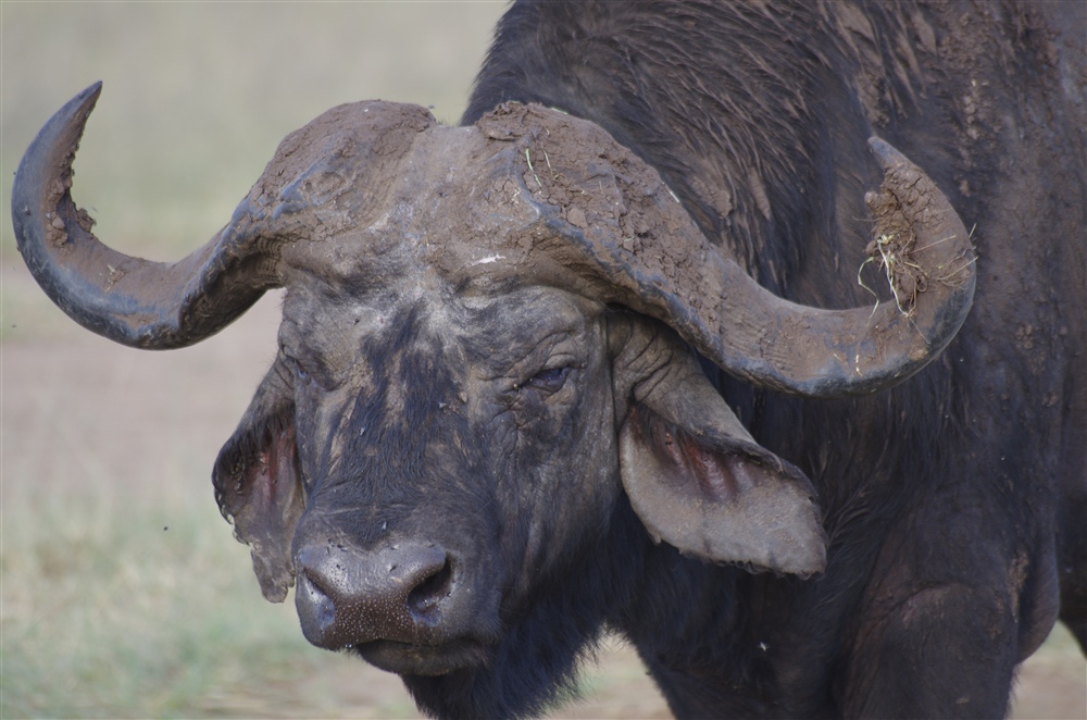 African Buffalo