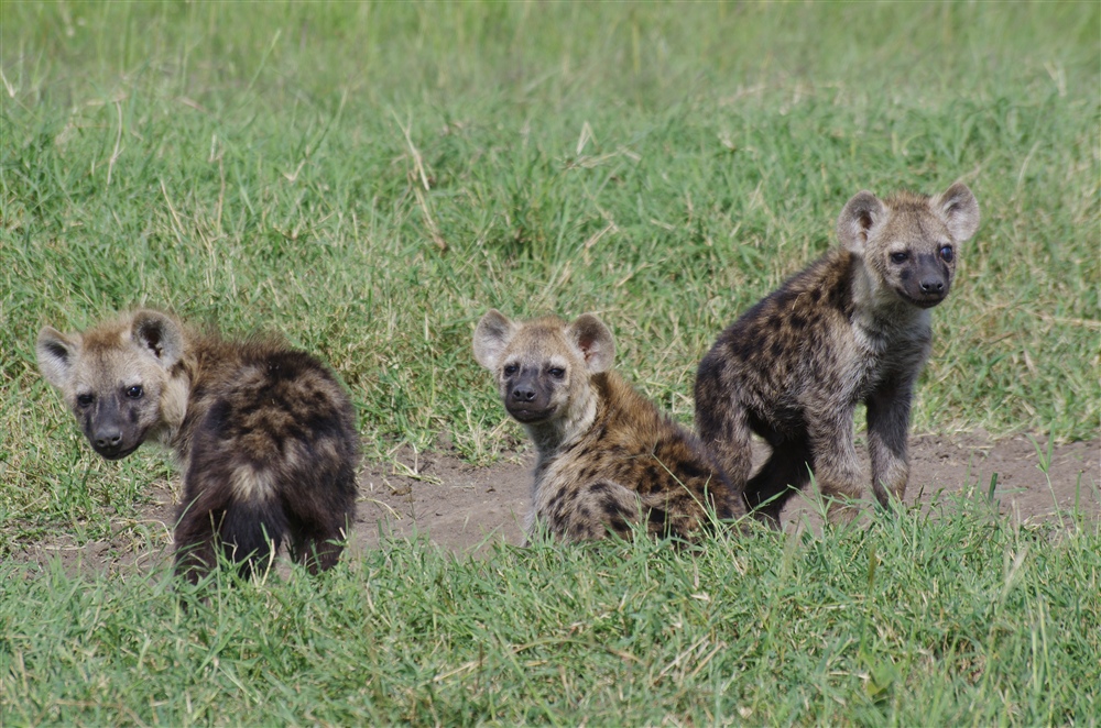 Spotted Hyena