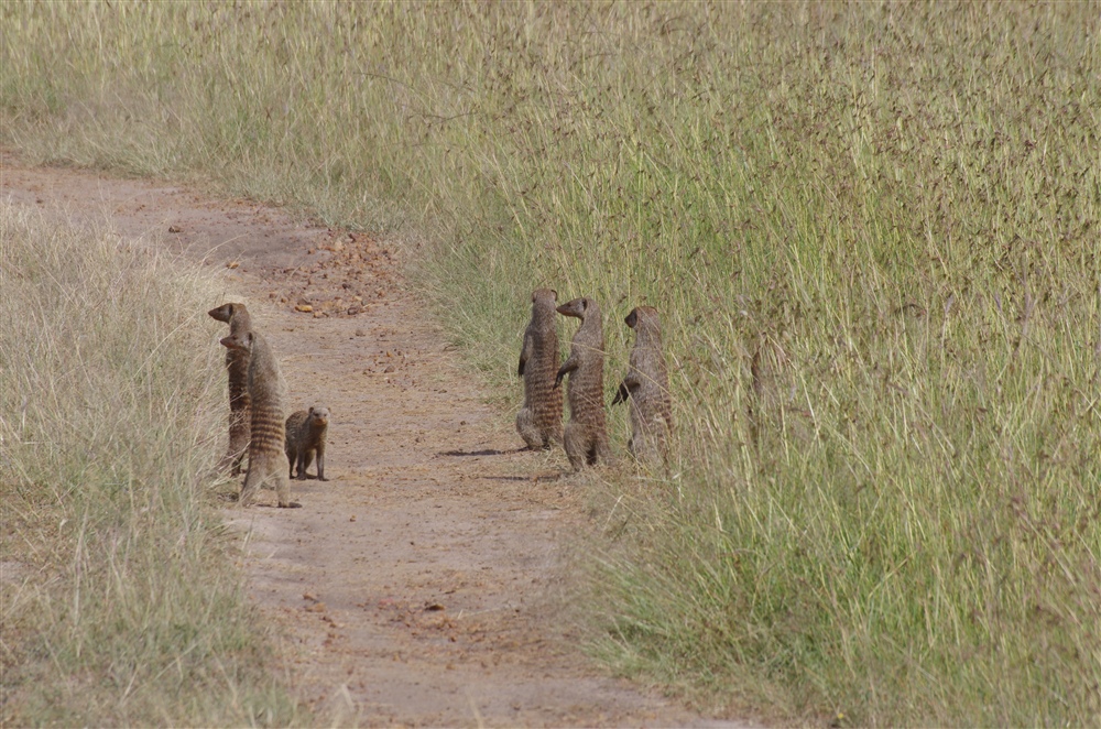 Banded Mongoose