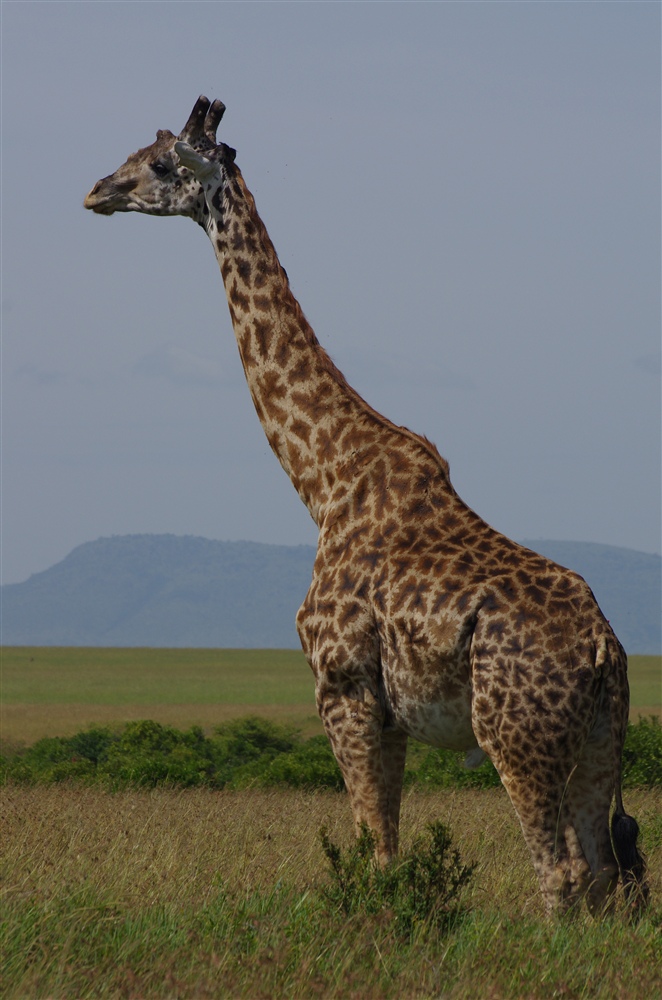 Masai Giraffe