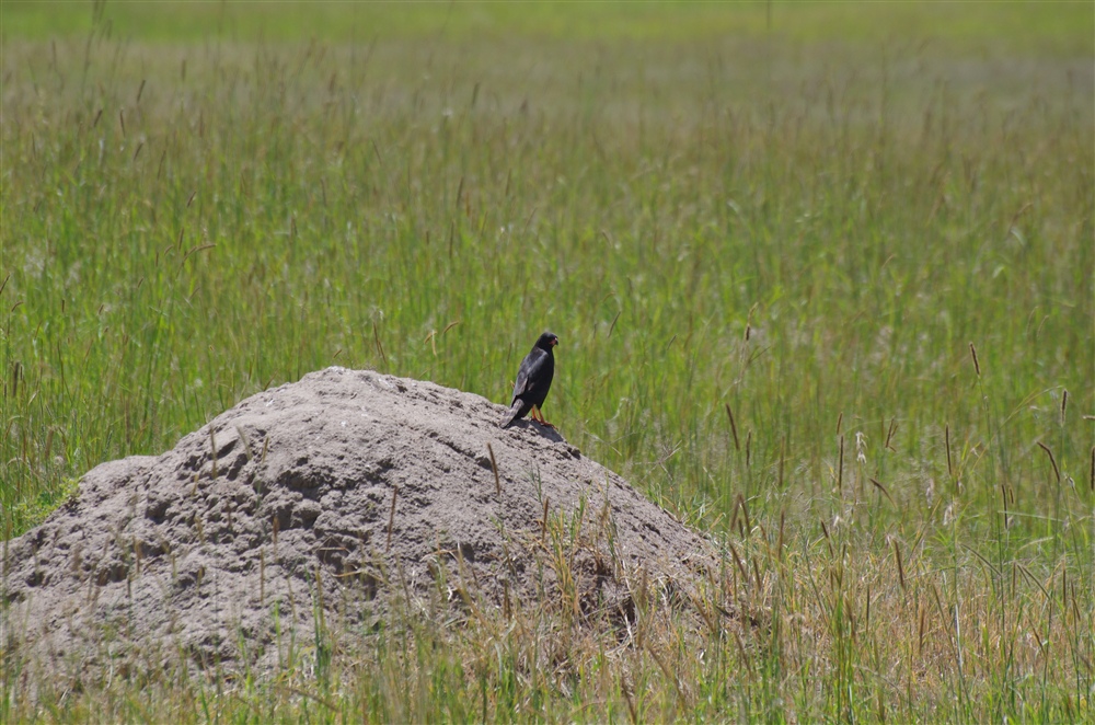 Gaber Goshawk