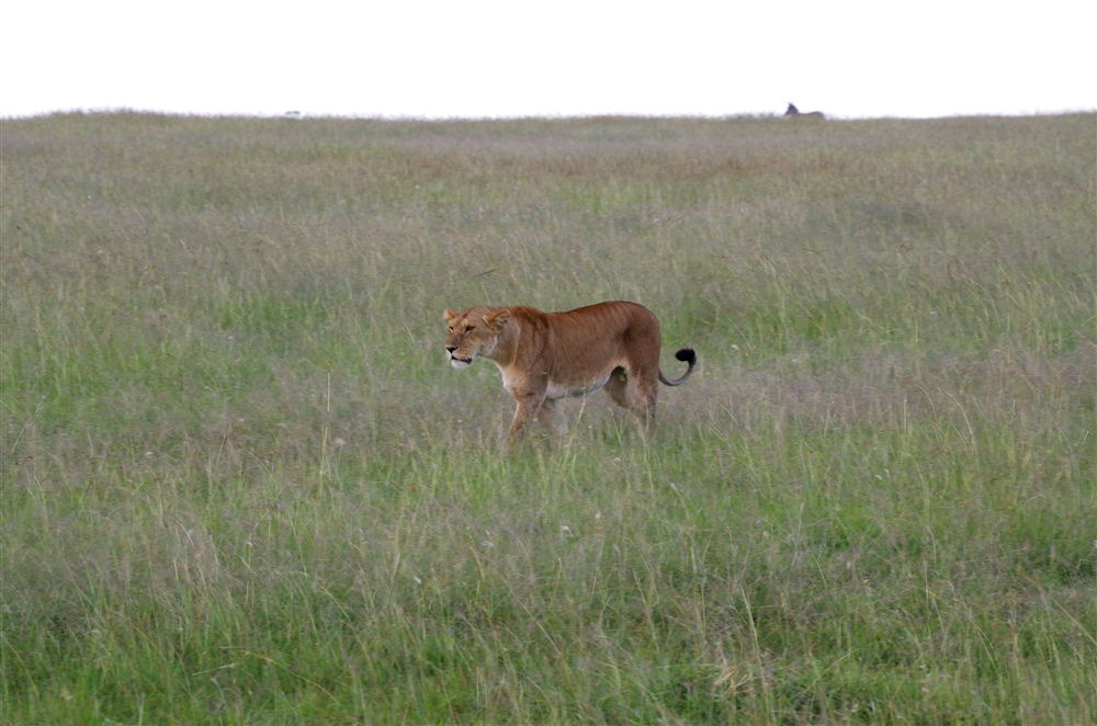 Lion