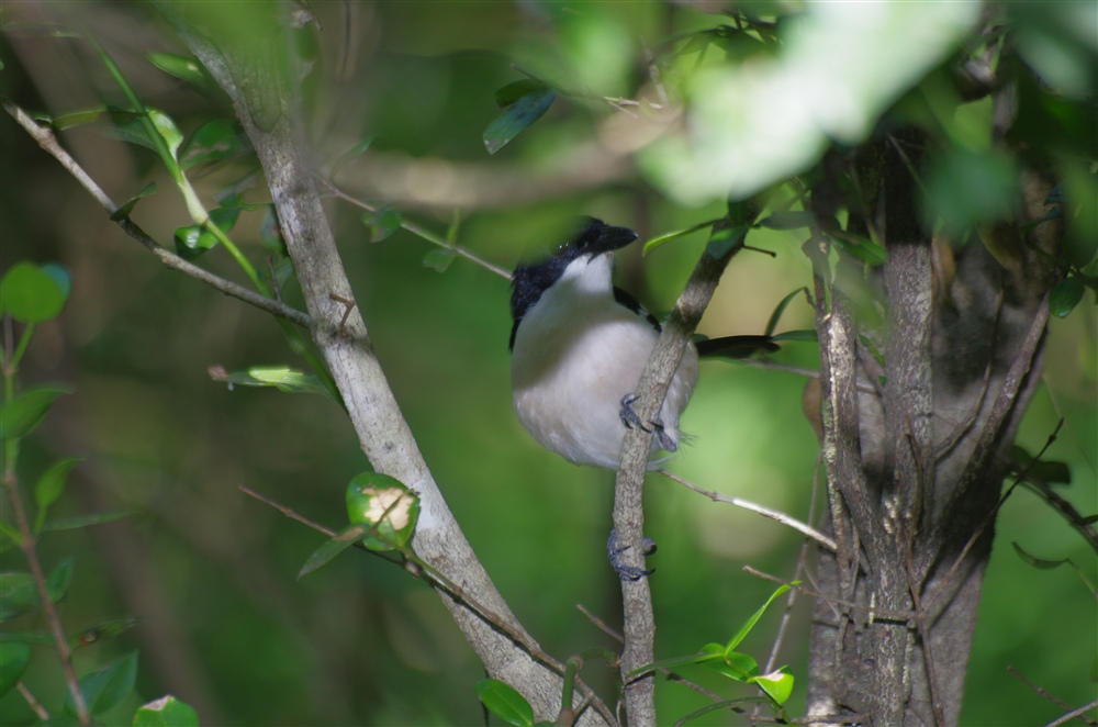 Tropical Boubou