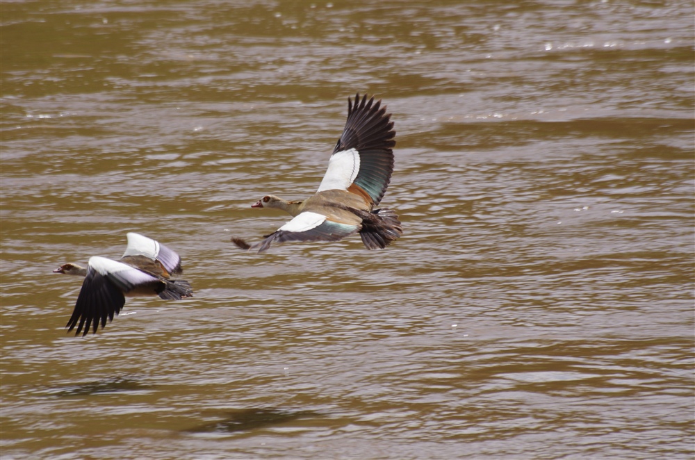 Egyptian Goose