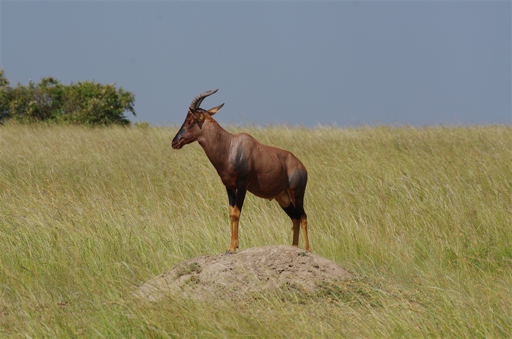 Topi