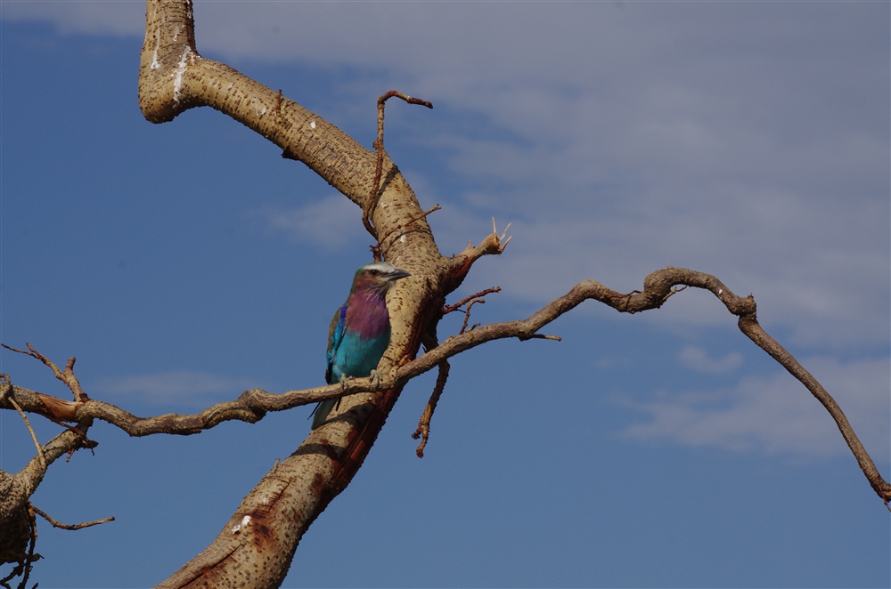 Lilac Breasted Roller
