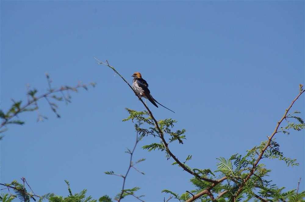 Lesser Striped Swallow