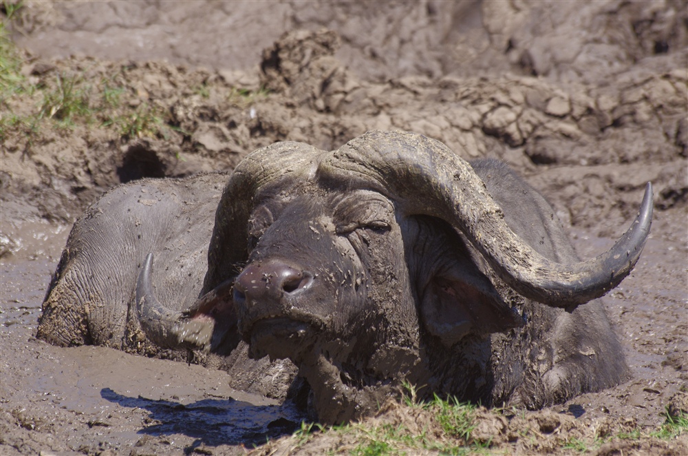 African Buffalo
