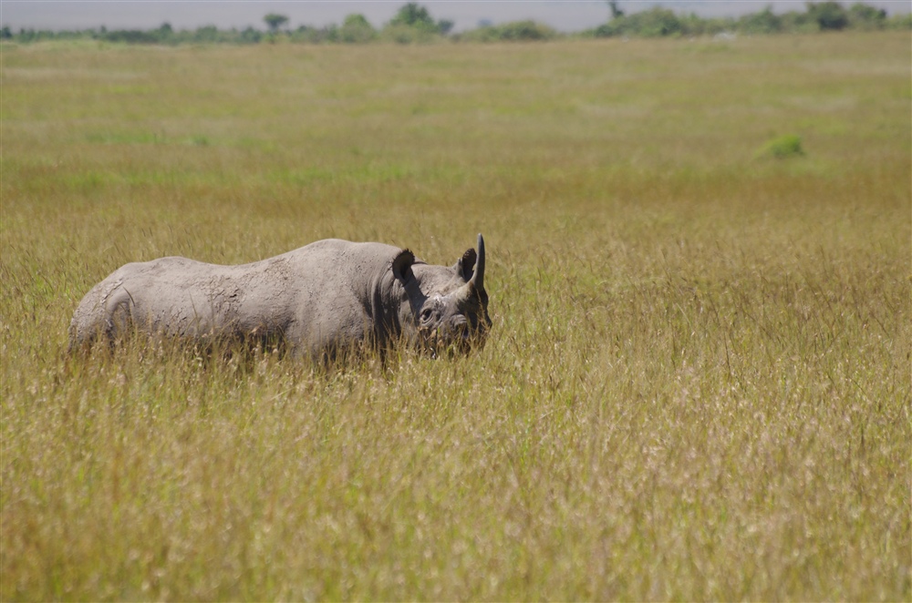Black Rhinoceros