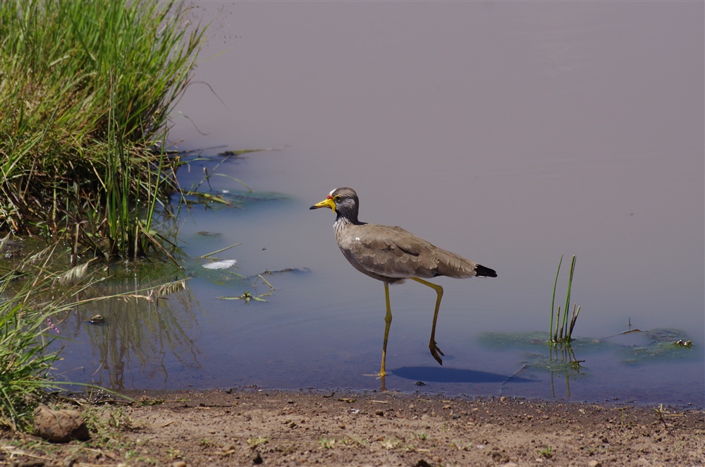 African Wattled Lapwing