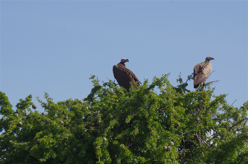 African White-backed Vulture