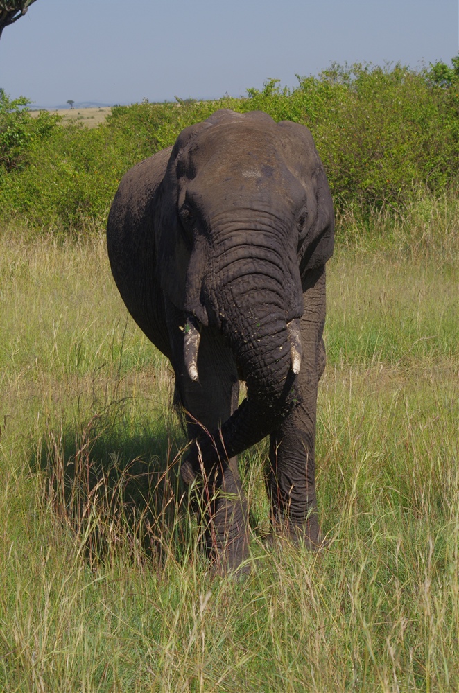 Elephant