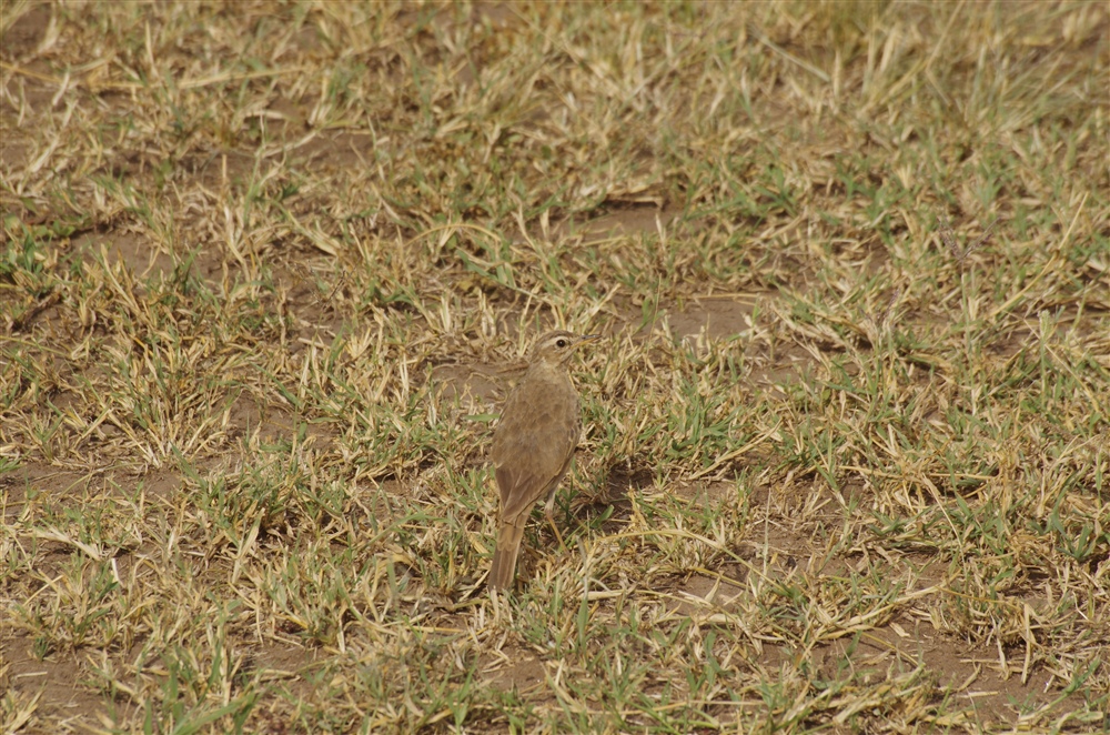 Plain-backed Pipit
