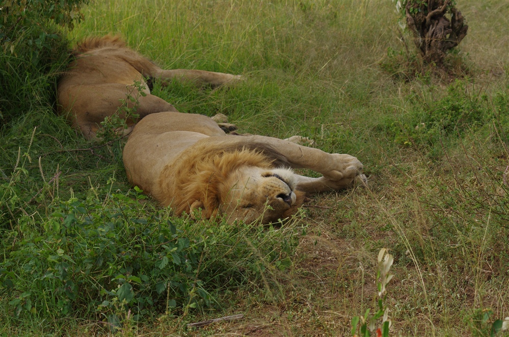 Lion
