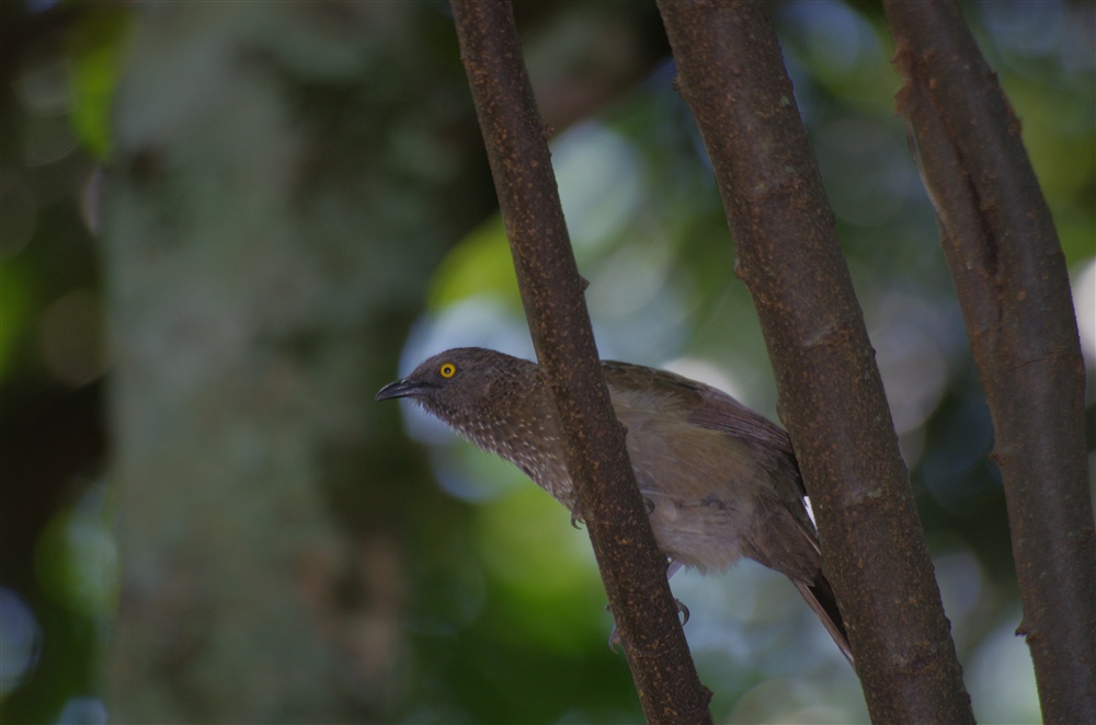 Arrow-marked Babbler