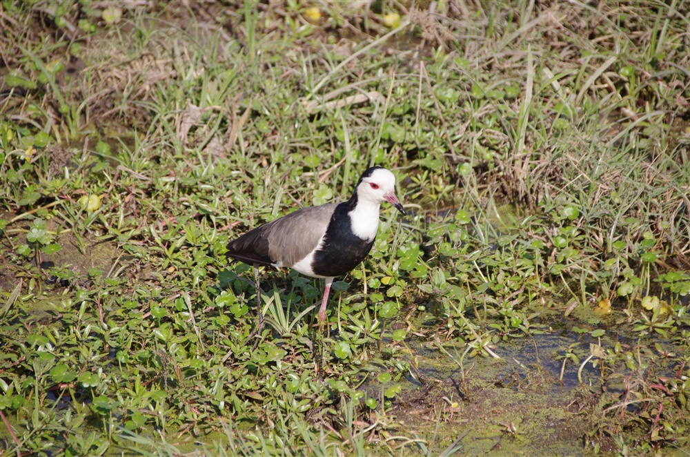 Long-toed Lapwing