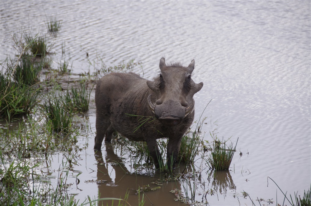 Wart Hog