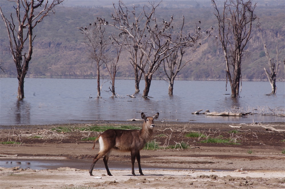 Defassa Waterbuck