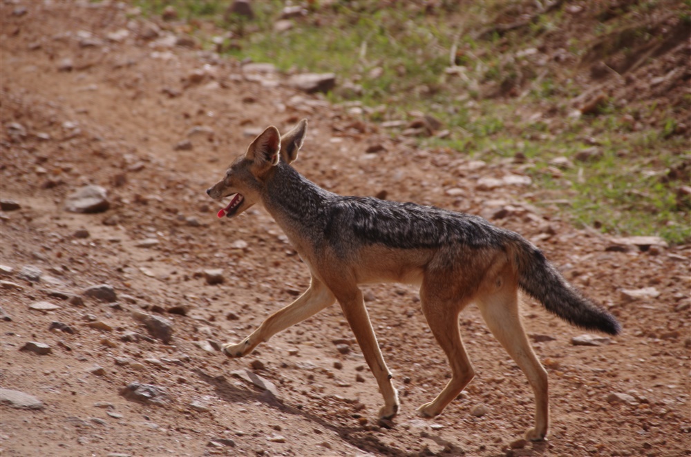 Black-backed Jackal