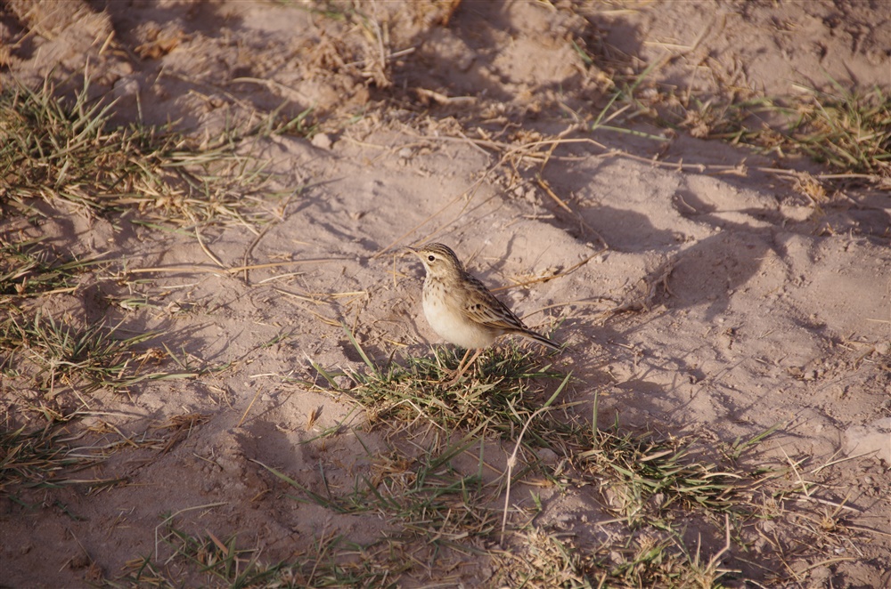 Grassland Pipit
