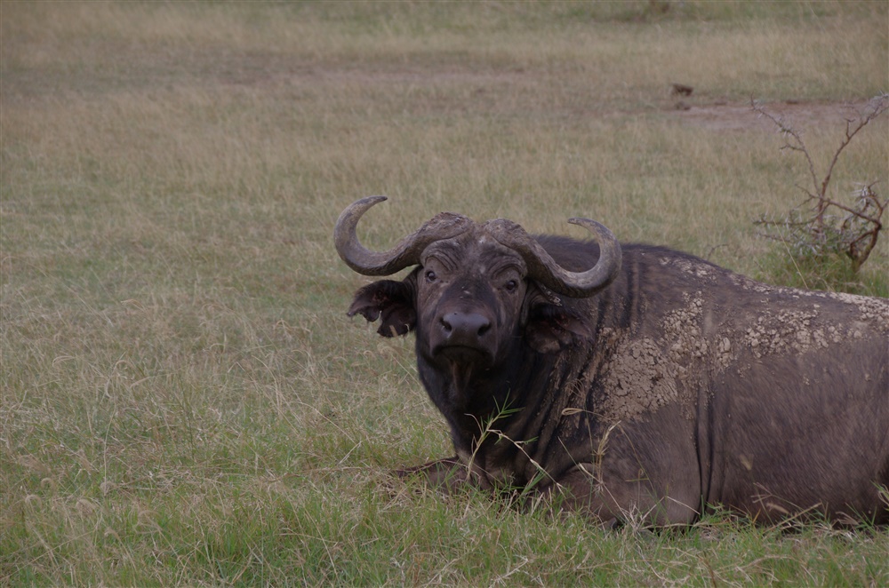 African Buffalo