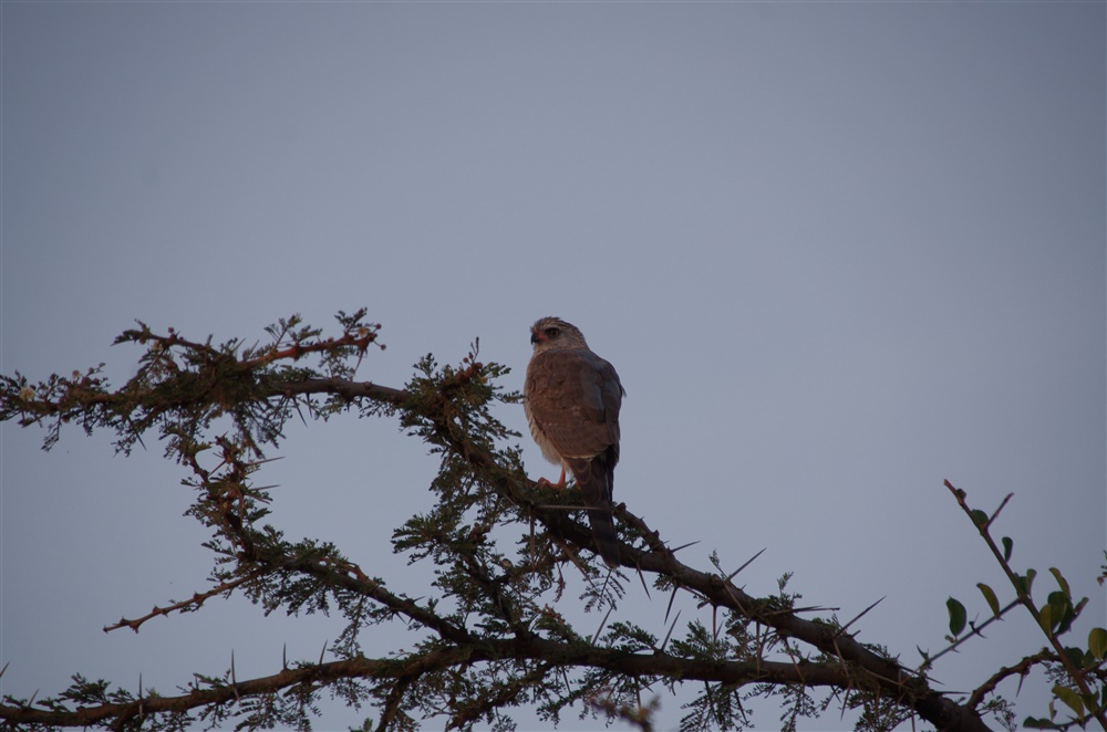 Gaber Goshawk