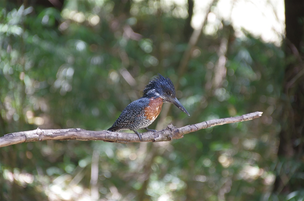 Giant Kingfisher