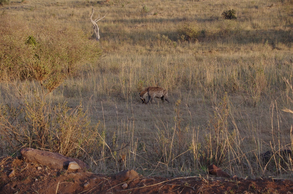 Spotted Hyena