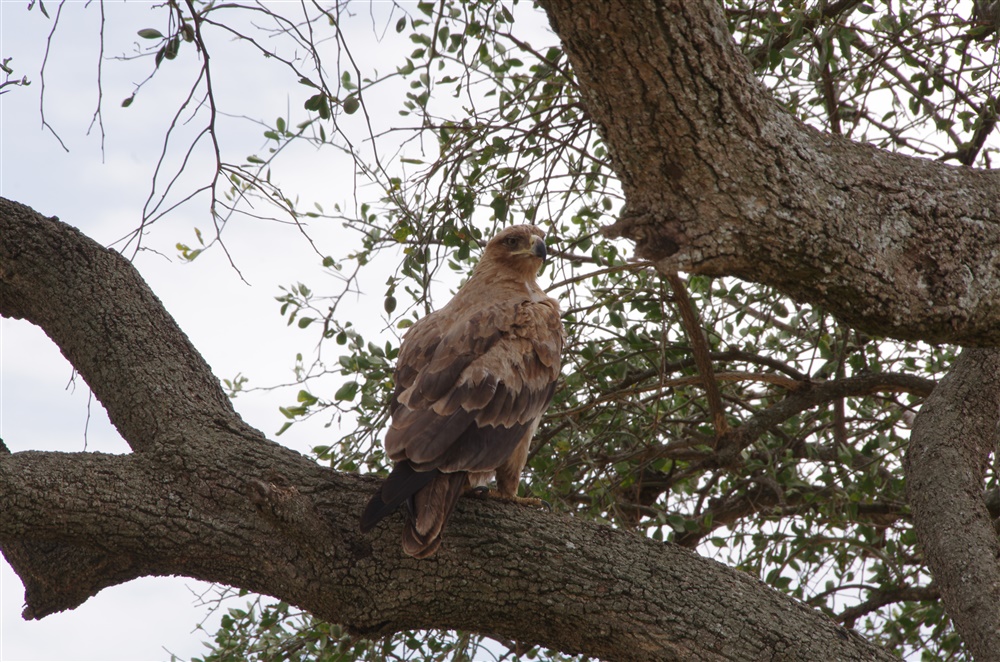 Tawny Eagle