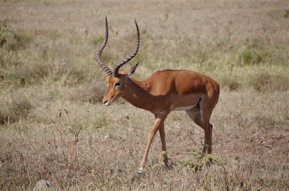 Impala