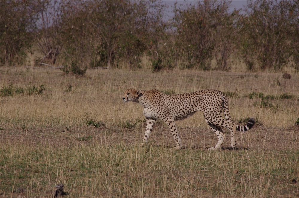 Cheetah