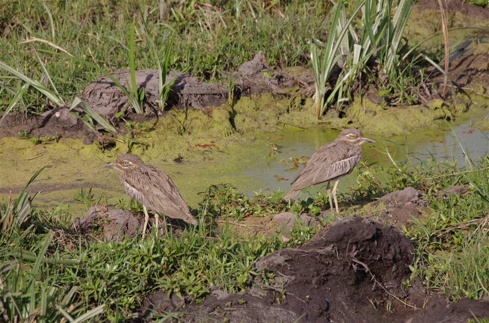 Water Thick-knee