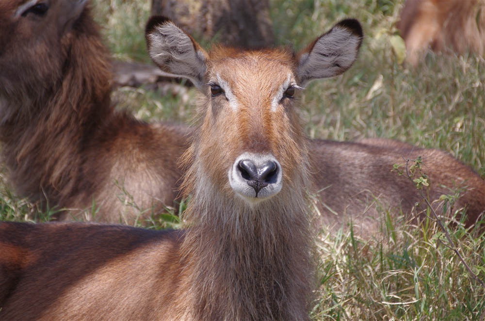 Defassa Waterbuck