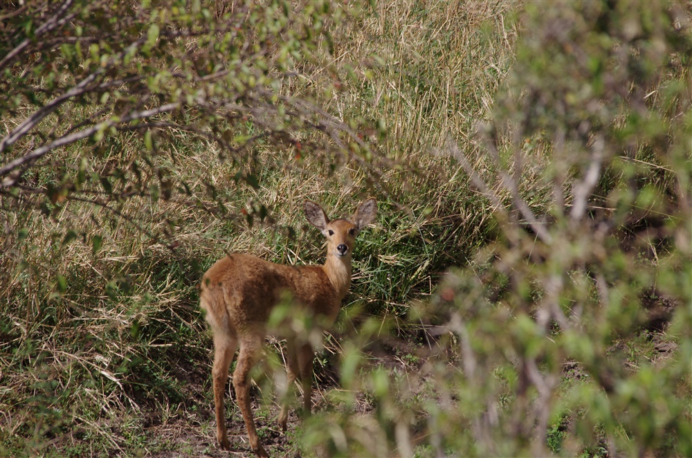 Southern Reedbuck