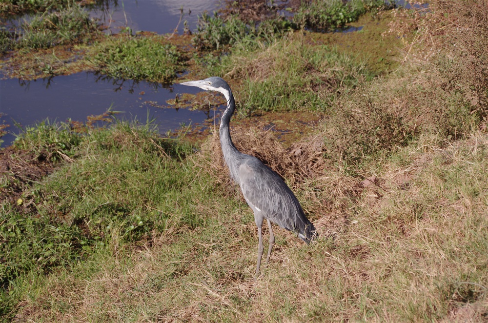 Black-headed Heron