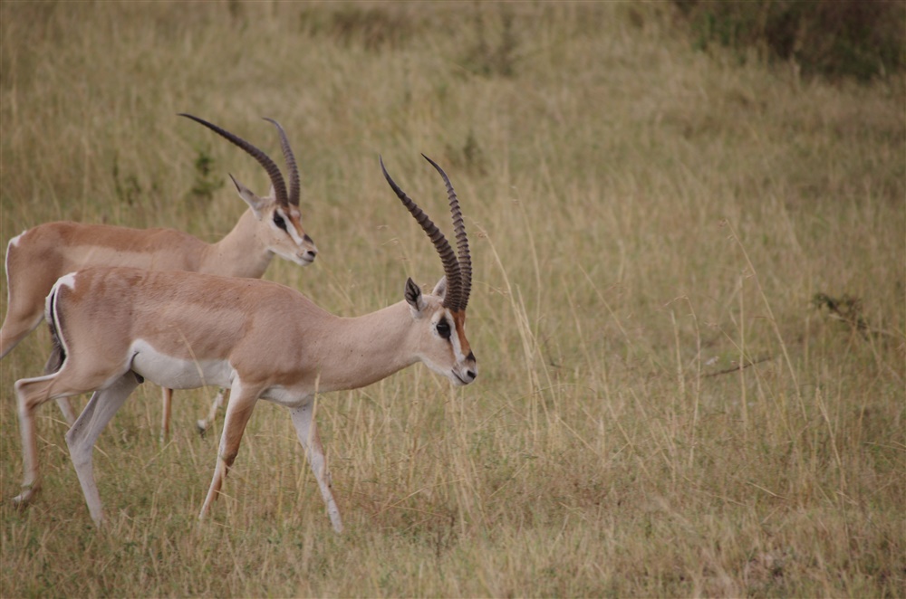 Grant's Gazelle