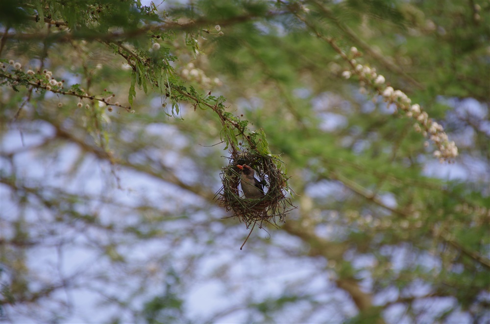 Red-Headed Weaver