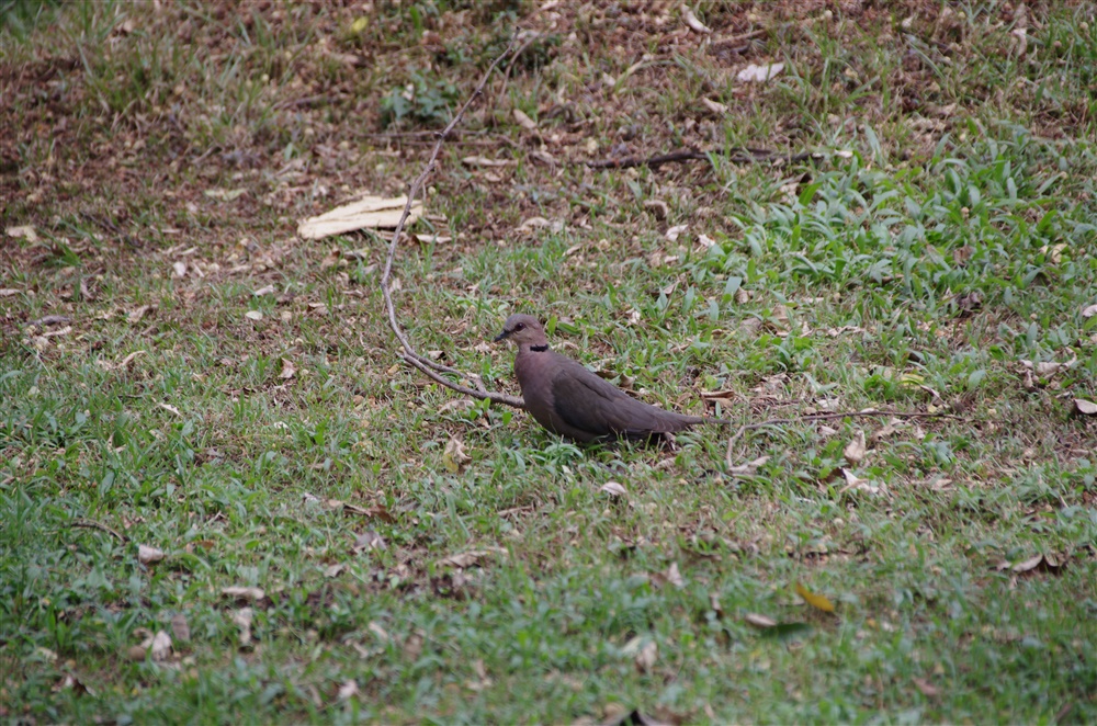 Ring-necked Dove