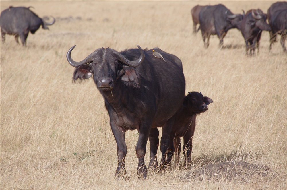 African Buffalo