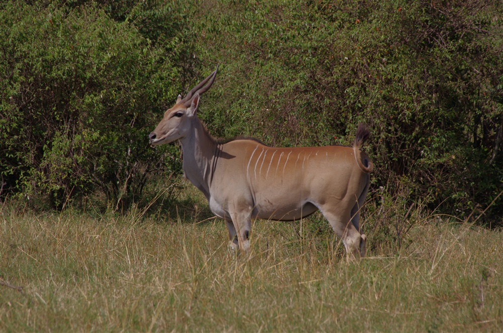 Eland