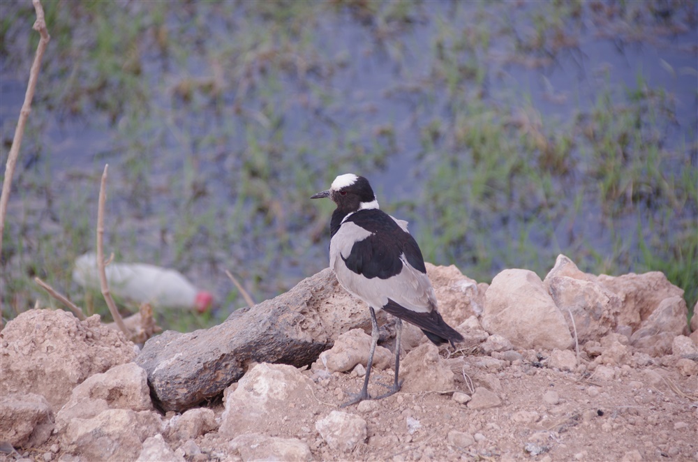 Black-winged Lapwing