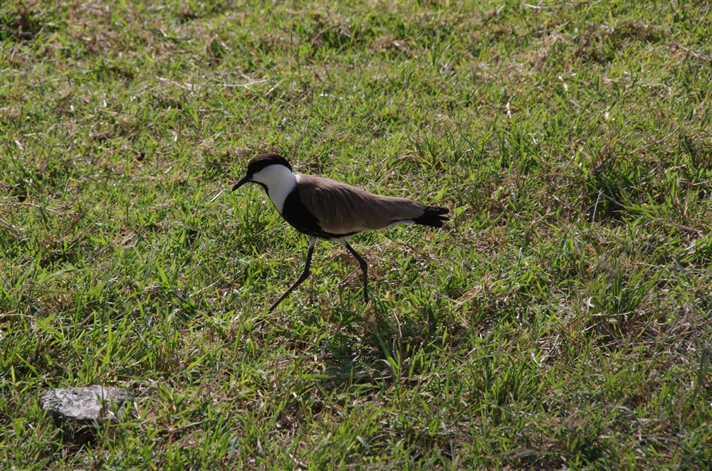 Spur-winged Lapwing