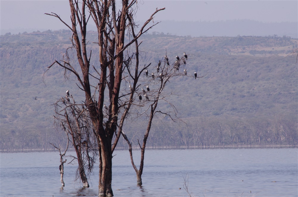 Great Cormorant