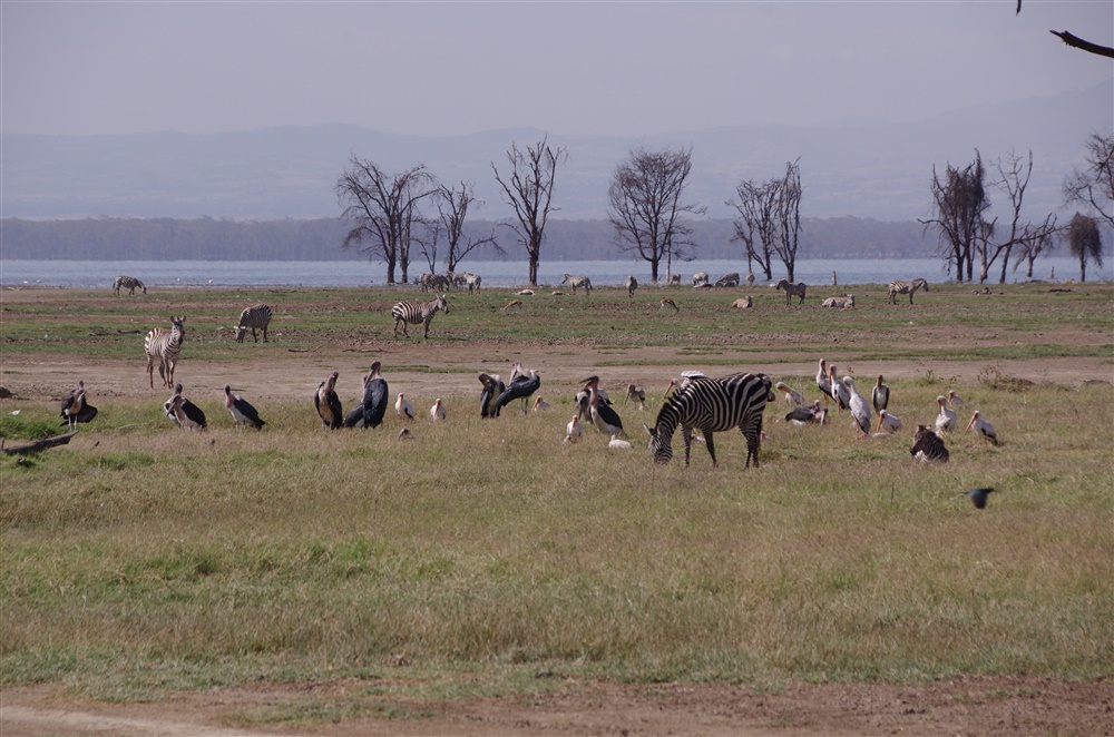 Yellow-billed Stork