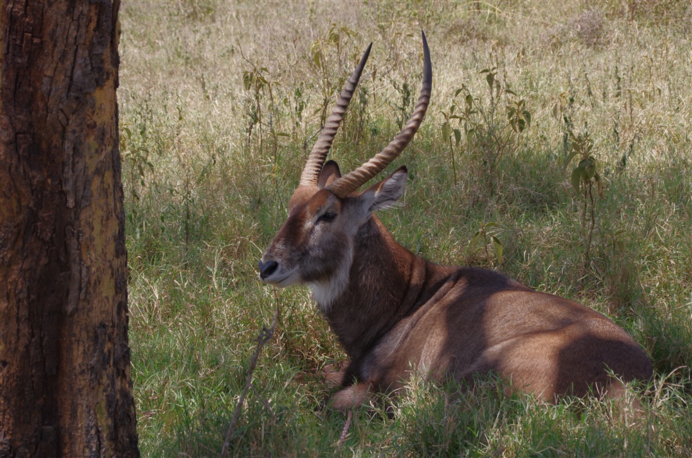 Defassa Waterbuck