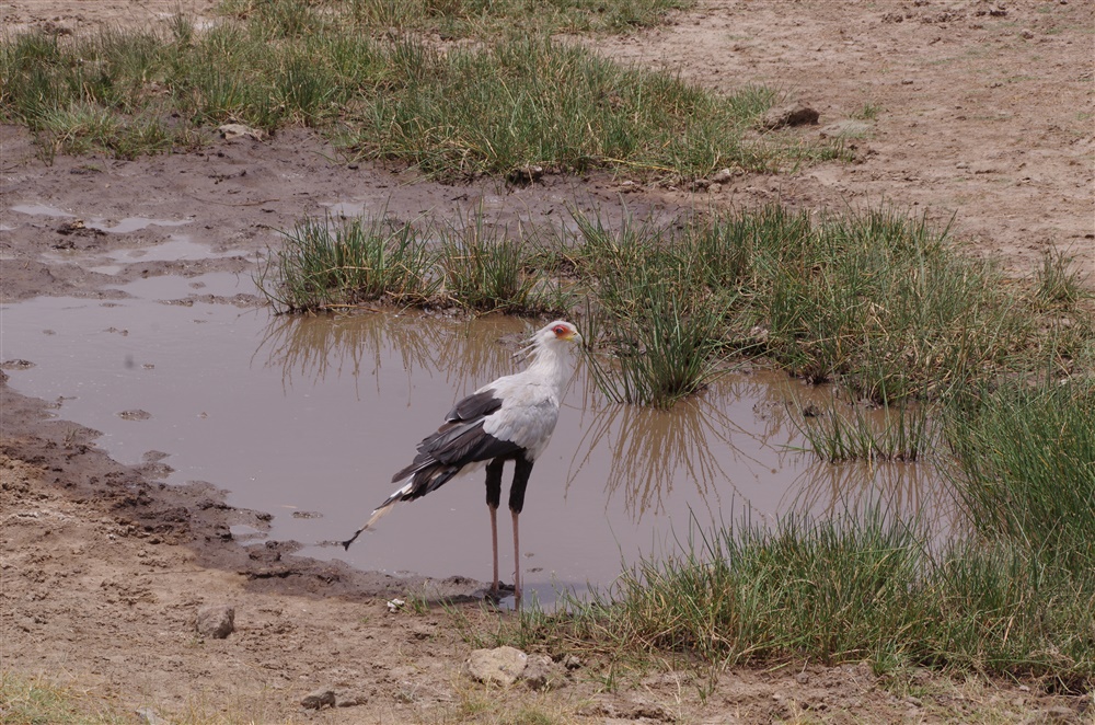 Secretary Bird