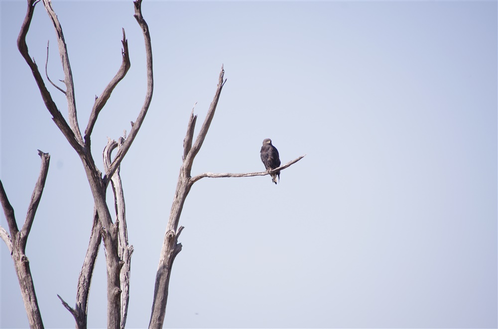 Augur Buzzard