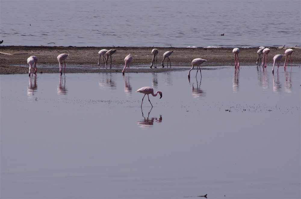 Lesser Flamingo