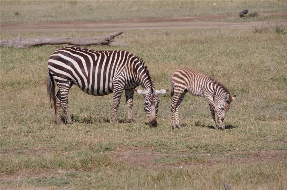 Common Zebra